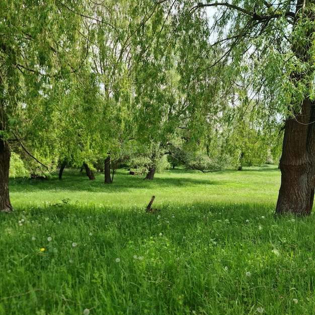 Ein Grasfeld mit zwei Bäumen und einem mit einem Schild mit der Aufschrift „Frühling“.