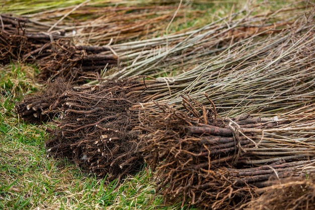 Ein Grashaufen, der abgeholzt wurde und das Gras aufgereiht ist.