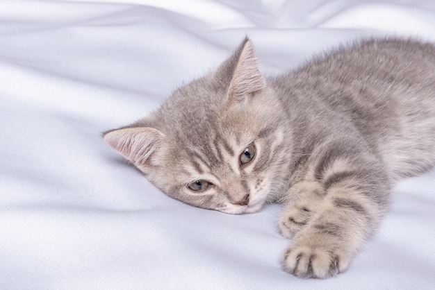 Ein grau gestreiftes kleines Kätzchen liegt auf einer weißen Decke Das Kätzchen ruht sich nach dem Spielen aus Porträt der schönen grauen Tabby-Katze Süße Kätzchen