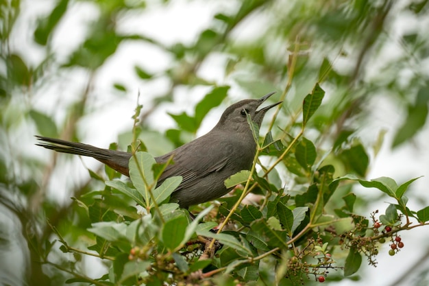 Ein grauer Catbird-Vogel thront auf einem Ast im Sommer Florida Sträucher