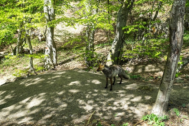 Ein grauer Fuchs mit braunen Augen in den Bergen der Krim Das Demerji-Array Mai 2021 Russland