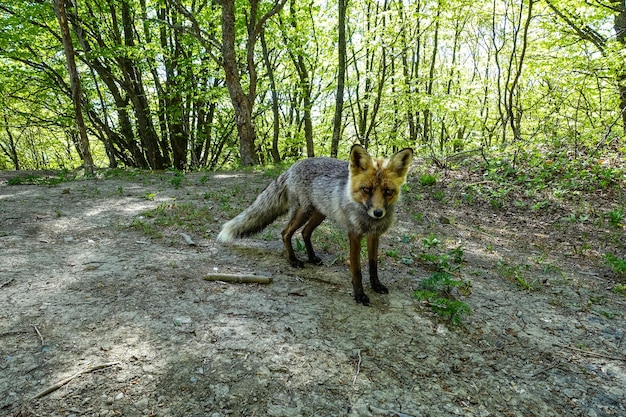 Ein grauer Fuchs mit braunen Augen in den Bergen der Krim Das Demerji-Array Mai 2021 Russland