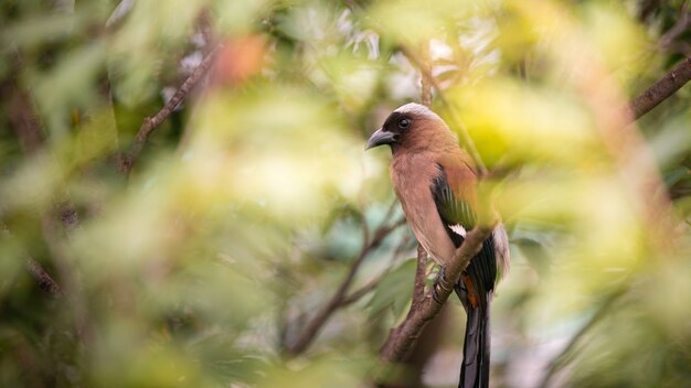 Ein grauer Treepie, auch bekannt als Himalaya-Treepie, ruht und thront auf dem Ast eines Waldparks in der Stadt Taipeh. Dendrocitta formosae ist ein Allesfresservogel Taiwans.