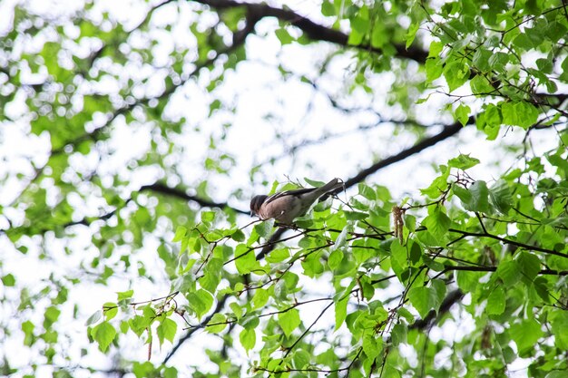 Ein grauer Vogel sitzt auf einem Baum