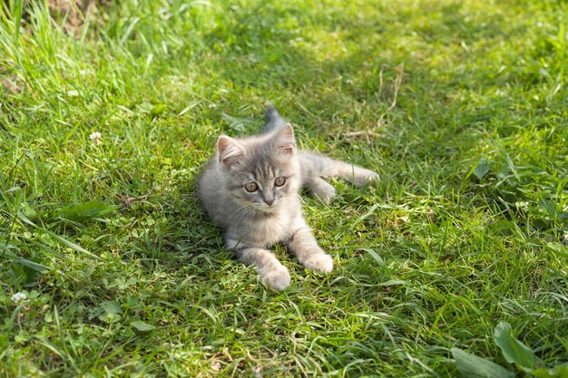 Ein graues Kätzchen liegt auf dem Gras. Er hat etwas Interessantes gesehen