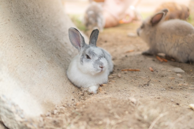 Ein graues und weißes Kaninchen, das aus den Grund niederlegt