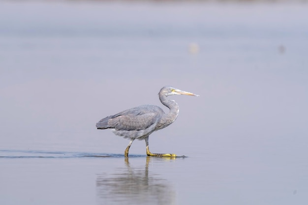 Ein Graureiher geht durch ein seichtes Wasser in den Feuchtgebieten des Amazonas.