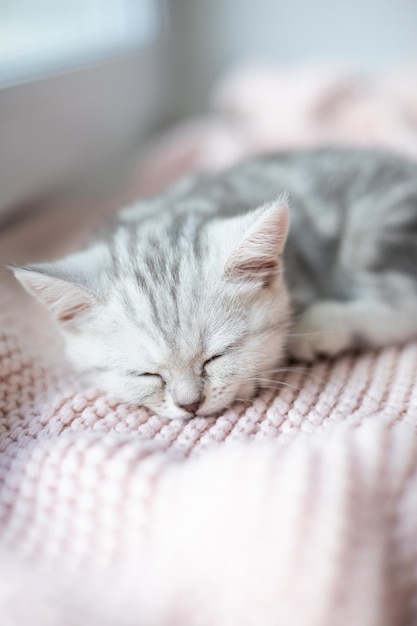 Ein grauweiß gestreiftes Kätzchen der britischen Rasse schläft auf einem gestrickten rosa Plaid von Pets Lifestyle Tenderness