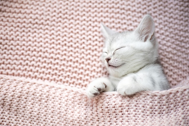 Ein grauweiß gestreiftes Kätzchen der britischen Rasse schläft auf einem gestrickten rosa Plaid von Pets Lifestyle Tenderness