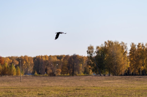 Ein Greifvogel fliegt über ein HerbstfeldxA