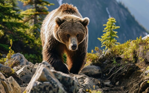 Ein Grizzly, der zuversichtlich durch eine gebirgige Landschaft schreitet