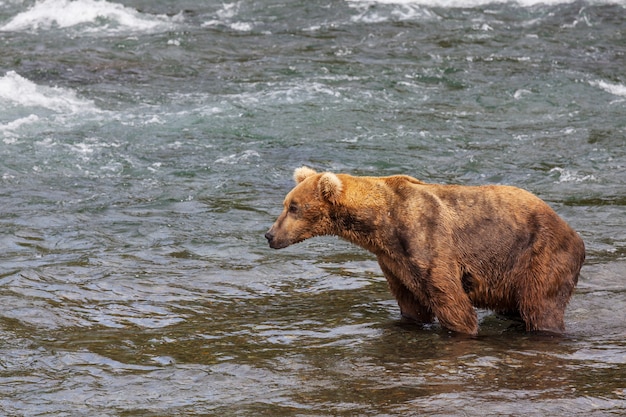 Foto ein grizzlybär, der in brooks lachs jagt, fällt. küstenbraune grizzlybären, die am katmai-nationalpark, alaska fischen. sommersaison. natürliches wildtierthema.