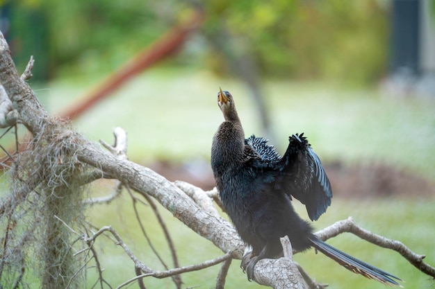 Ein großer Anhinga-Vogel, der auf einem Ast in den Feuchtgebieten Floridas ruht