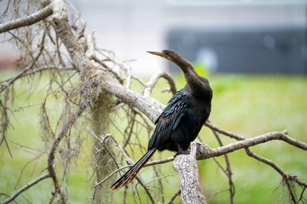 Ein großer Anhinga-Vogel, der auf einem Ast in den Feuchtgebieten Floridas ruht