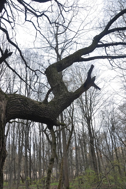 Ein großer Ast eines Baumes. Blick auf den Frühlingswald. Bäume ohne Blätter, Frühjahr.