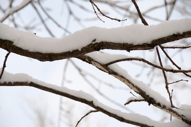 Ein großer Ast eines Baumes mit Schnee, Nahaufnahme. Zweig eines Baumes auf einem unscharfen Hintergrund. Winter, Schneefall auf einem Ast.