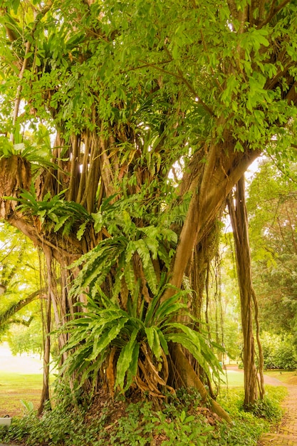 Foto ein großer banyanbaum mit vielen verschiedenen pflanzen wächst auf seinen wurzeln