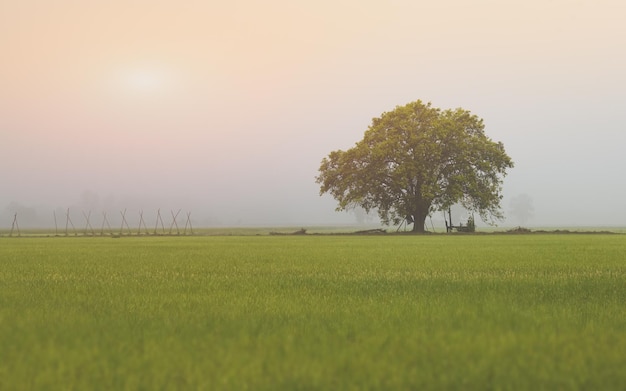 Ein großer Baum auf dem Reisfeld mit dichtem Nebel