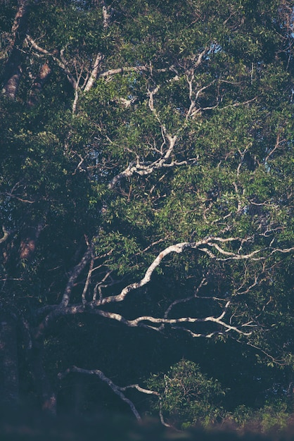 Ein großer Baum im tropischen Wald