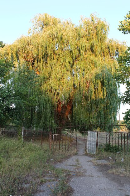 Ein großer Baum mit einem Tor und Gras