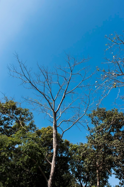 Foto ein großer baum mit nur ästen ohne blätter.