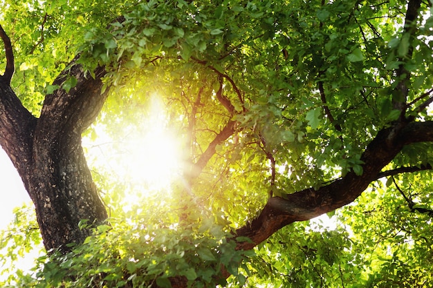 Ein großer Baum mit Ästen und bunten Blättern, natürlich schön