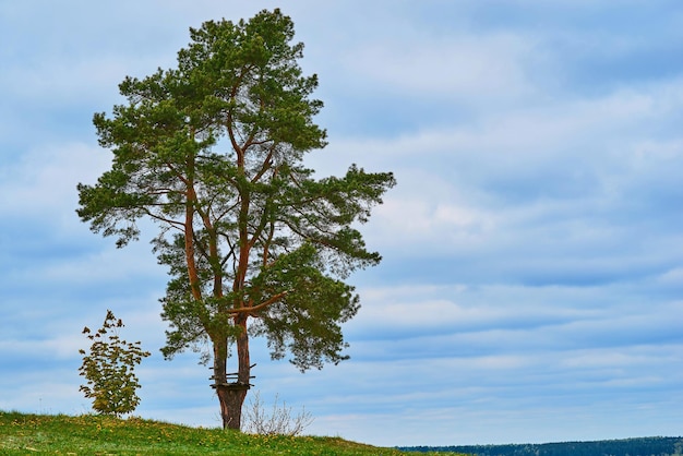 Ein großer Baum vor einem klaren Himmel