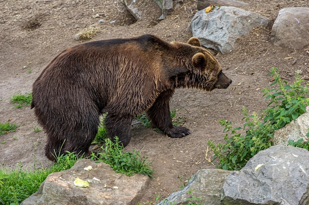 Ein großer Braunbär geht auf felsigem Boden mit Gras