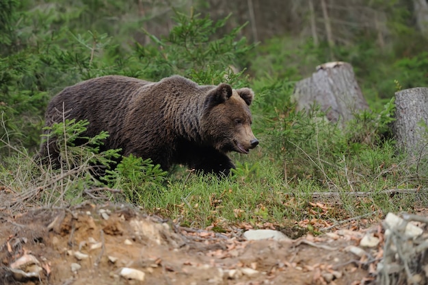 Ein großer Braunbär im Wald