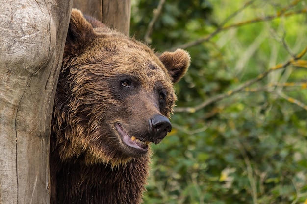 Foto ein großer brauner bär steht in der nähe eines baumes