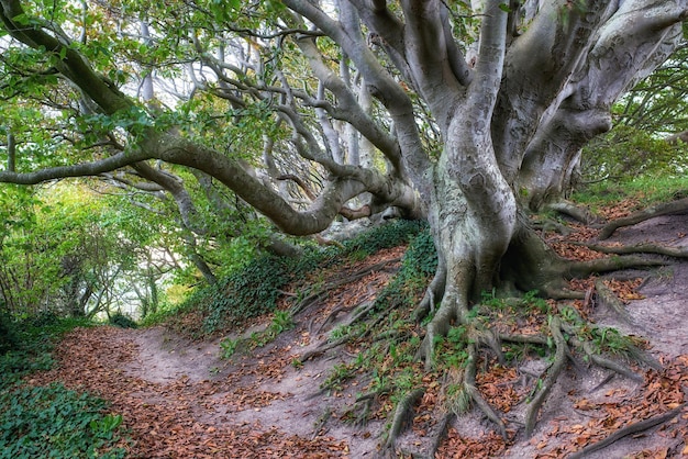 Ein großer einzigartiger Baum in einem grünen Wald mit einem Wanderweg an einem Sommertag Schöne Landschaft mit großen Bäumen im Freien in der Natur an einem Frühlingsnachmittag Ruhige und malerische Aussicht auf den Wald