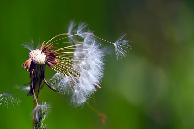 Ein großer, flauschiger Löwenzahn-Frühling