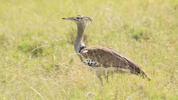 Ein großer fliegender Vogel mit langem Schwanz und langem Schwanz