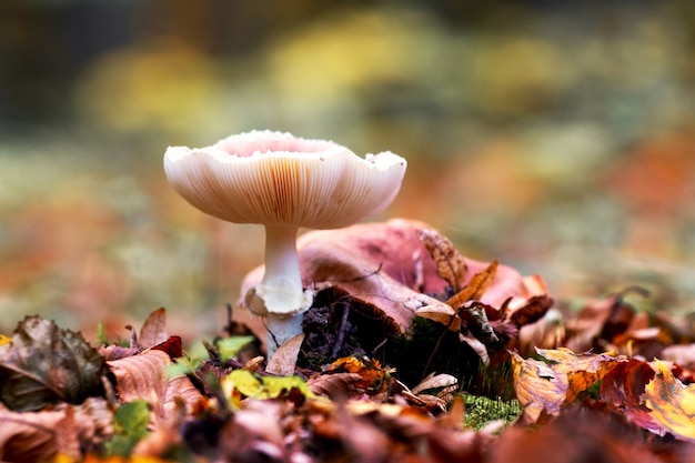 Ein großer giftiger Pilz im Wald zwischen den gefallenen Blättern