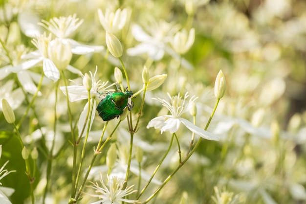 Ein großer grüner Käfer im Busch mit weißen Blüten