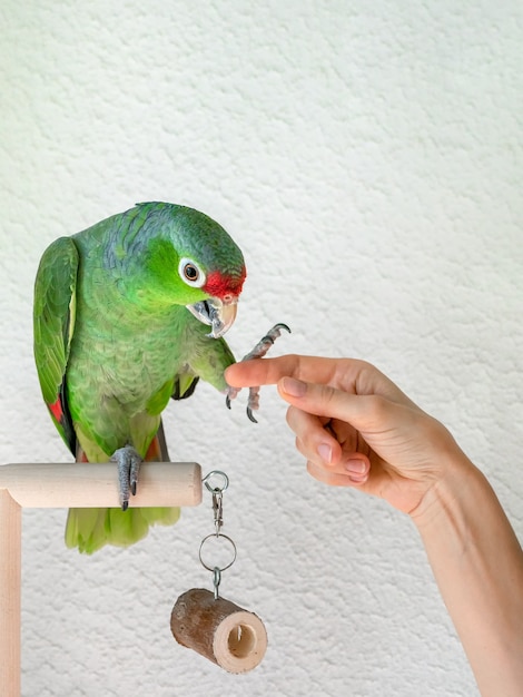 Ein großer grüner Papagei gibt eine Pfote. Rehabilitation von Vögeln, Ausbildung von Papageien. Vertikale Ansicht.
