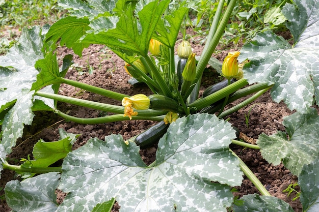 Ein großer grüner Zucchinibusch auf einer Gemüsegartennahaufnahme