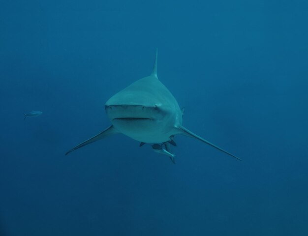 Foto ein großer hai schwimmt direkt auf den taucher zu