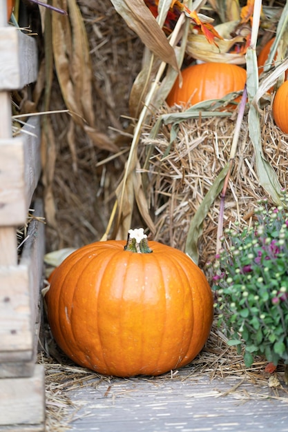 Ein großer Halloween-Kürbis zwischen Strohballen und einer Ernte-Aufbewahrungsbox