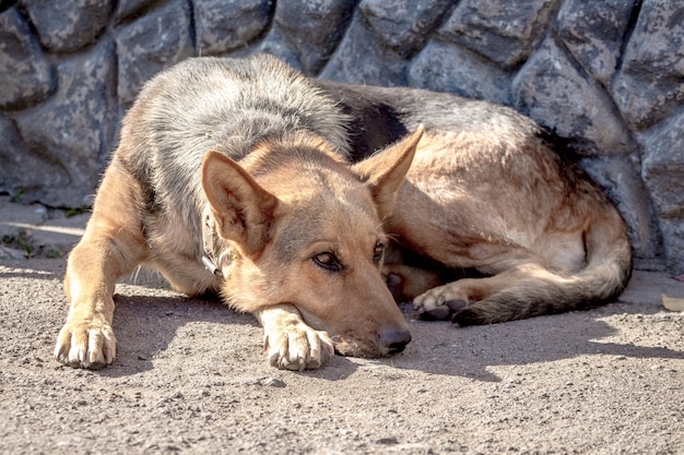 Ein großer Hund liegt auf dem Asphalt in der Nähe des Hauses und vermisst den Besitzer_