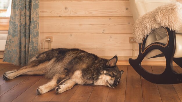 Ein großer Hund schläft auf dem Holzboden neben einem Schaukelstuhl.