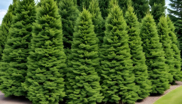 Foto ein großer immergrüner baum wird in einem wald mit himmlischem hintergrund gezeigt