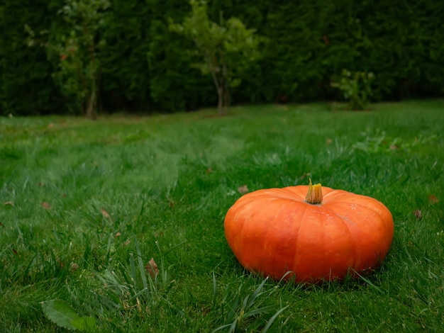 Ein großer Kürbis auf grünem Gras im Herbst