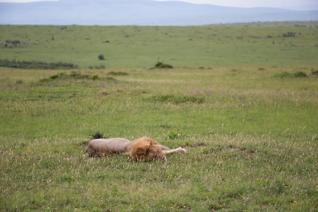 Ein großer Löwe liegt im Gras in der Savanne von Kenia