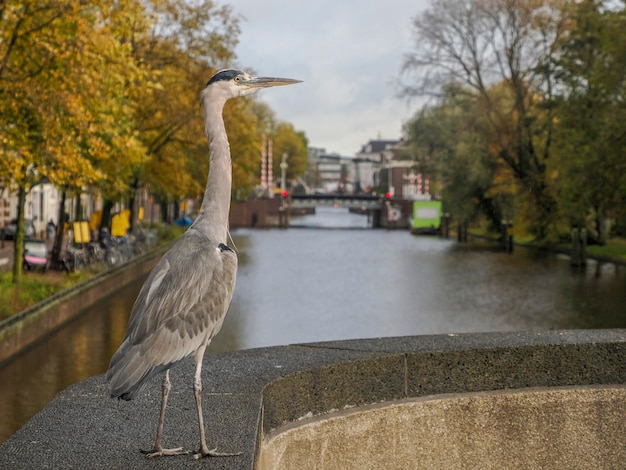 Ein großer Reiher in Amsterdam, Niederlande