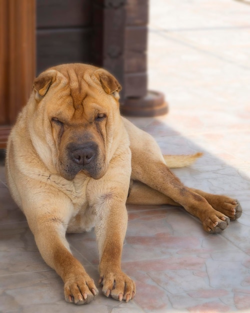 Ein großer roter Hund der Rasse Shar Pei wartet bei Sonnenuntergang in einem griechischen Dorf auf seinen Besitzer