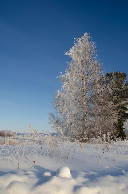 Ein großer schneebedeckter Baum vor blauem Himmel