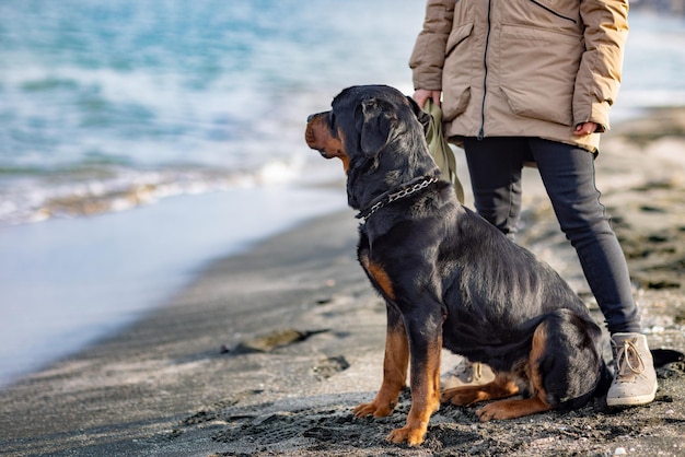 Ein großer, schöner, treuer Hund der Rottweiler-Rasse sitzt neben seinem Besitzer in einer beigefarbenen, warmen Jacke an einem Sandstrand vor dem Hintergrund eines blauen, stürmischen Meeres