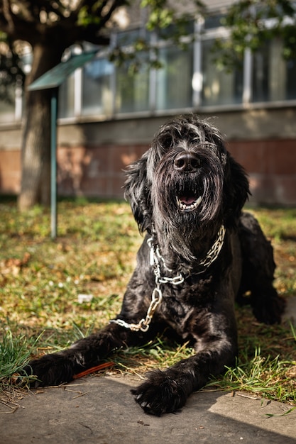 Ein großer schwarzer Hund mit langen Haaren bellt Passanten an