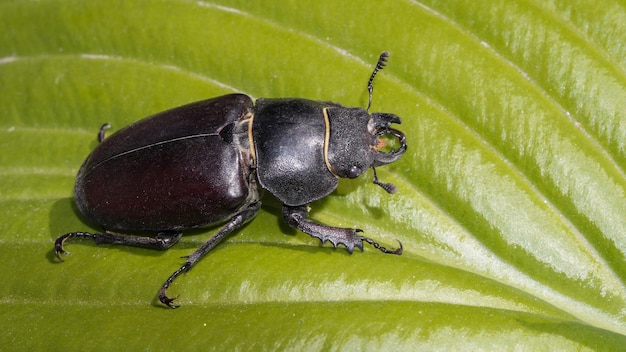 ein großer schwarzer käfer, käfer sitzt auf einem grünen blatt